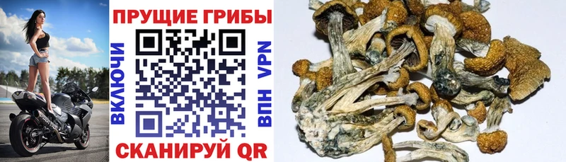 Псилоцибиновые грибы Cubensis  blacksprut рабочий сайт  Заволжье 