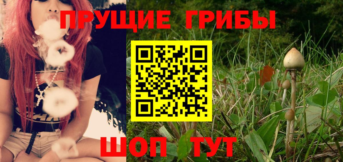 Заволжье  Галлюциногенные грибы прущие грибы  Вход с VPN 